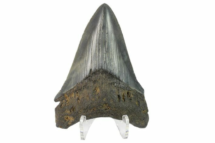 3.27" Fossil Megalodon Tooth - South Carolina